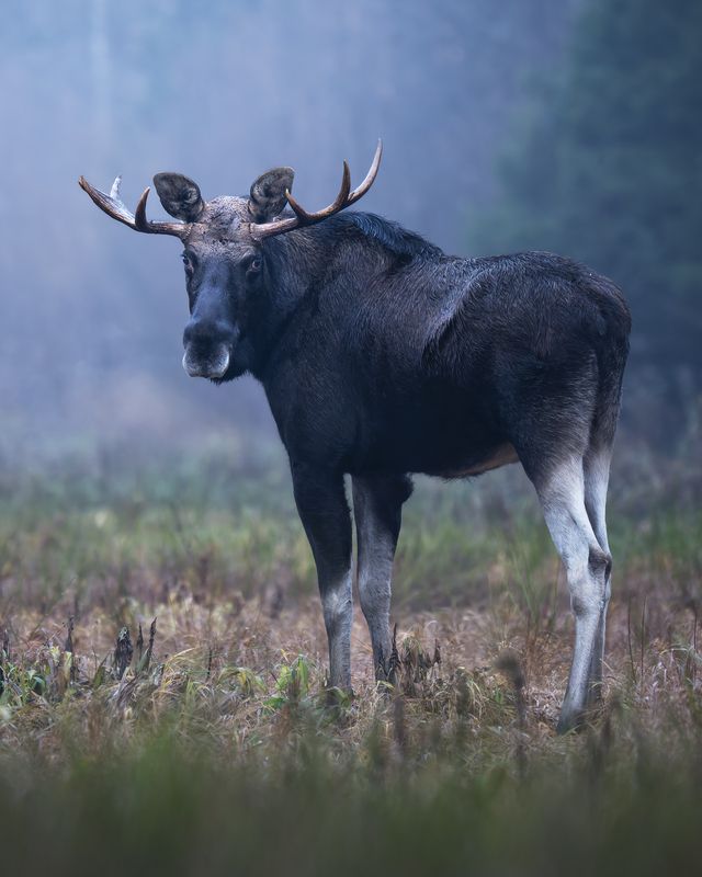 Европейский лось (Alces alces)  фото превью