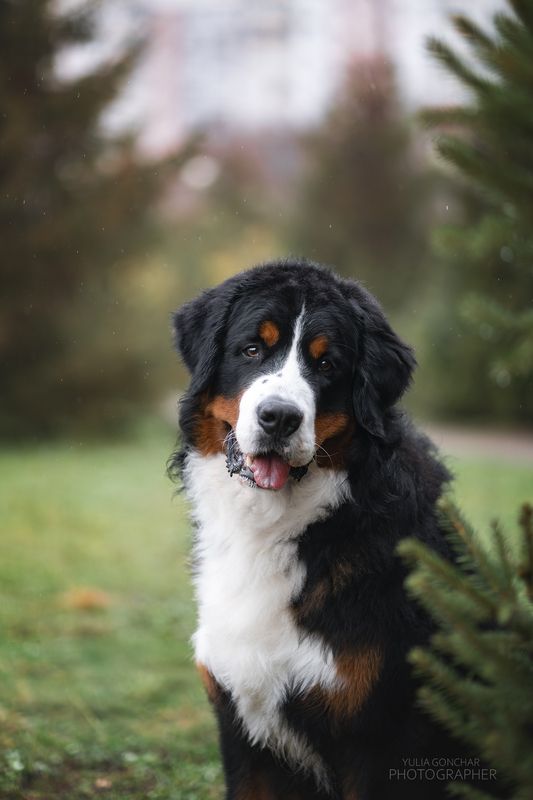 бернский зенненхунд, фотографии собак, собаки Бернский Зенненхунд фото превью