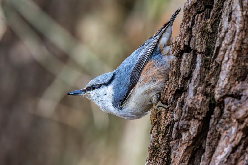 Поползень фото превью