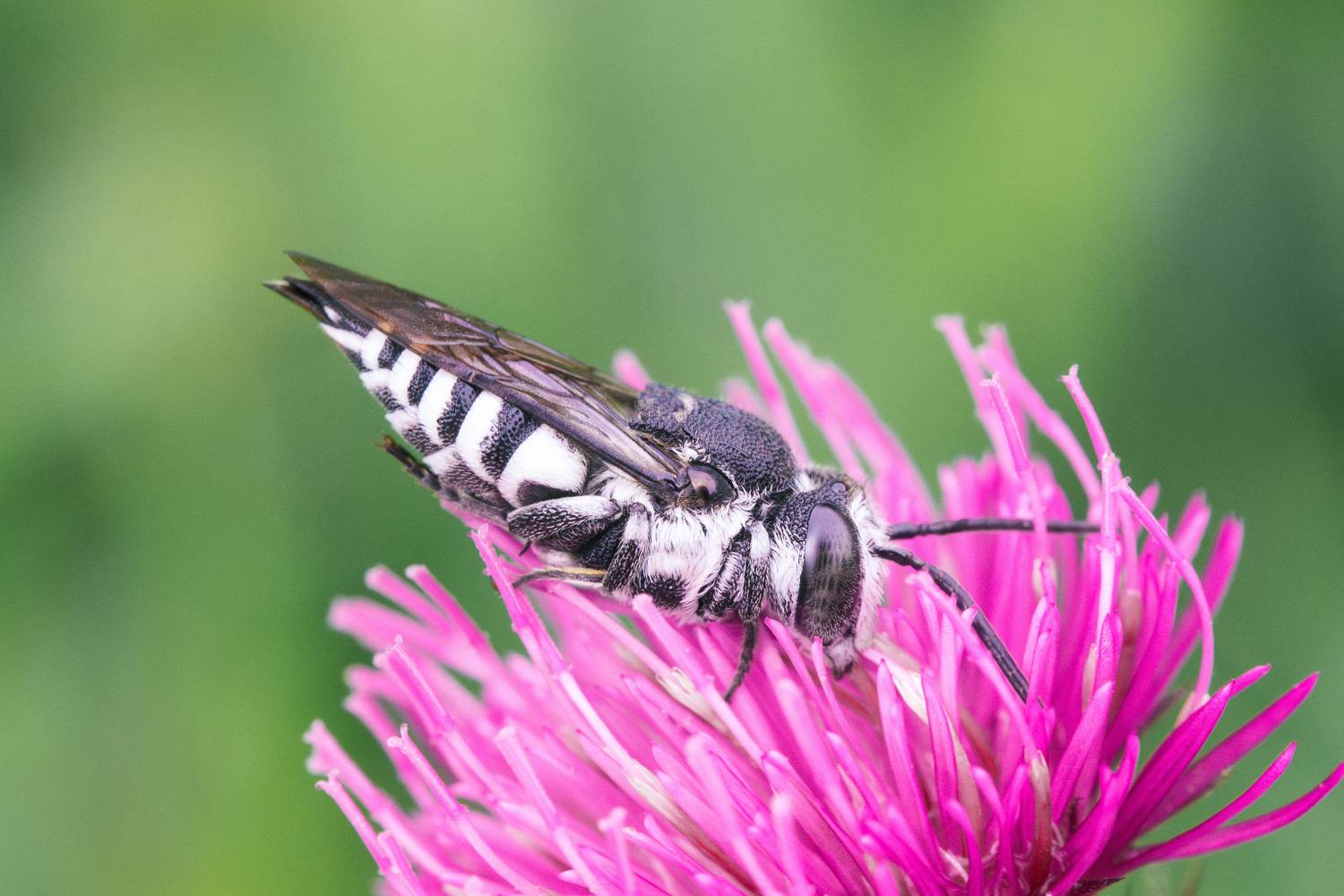 , Ольга Таланцева