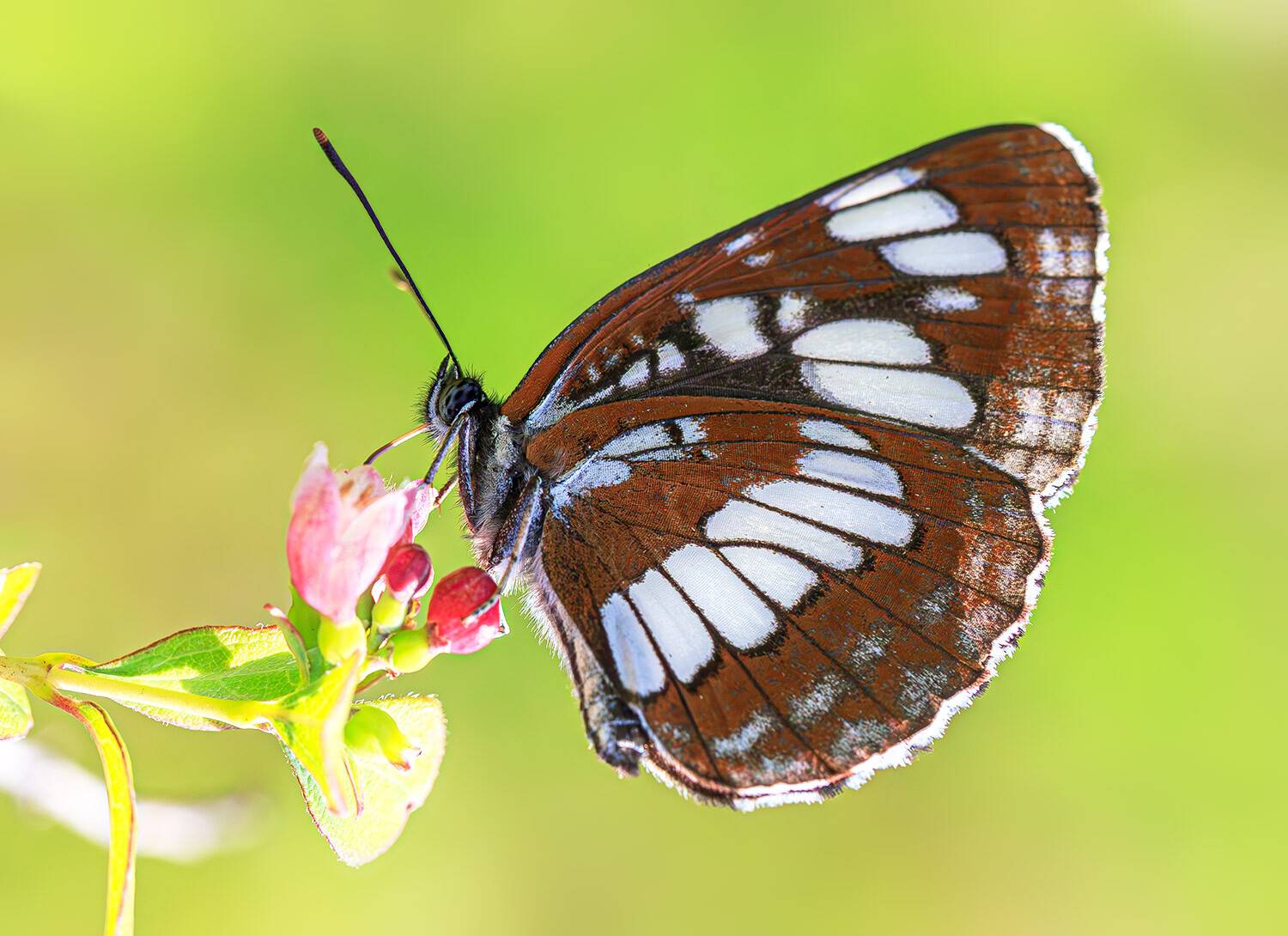 насекомые, бабочка, нимфалида, пеструшка, таволговая, лето, июль, Борис Новиков