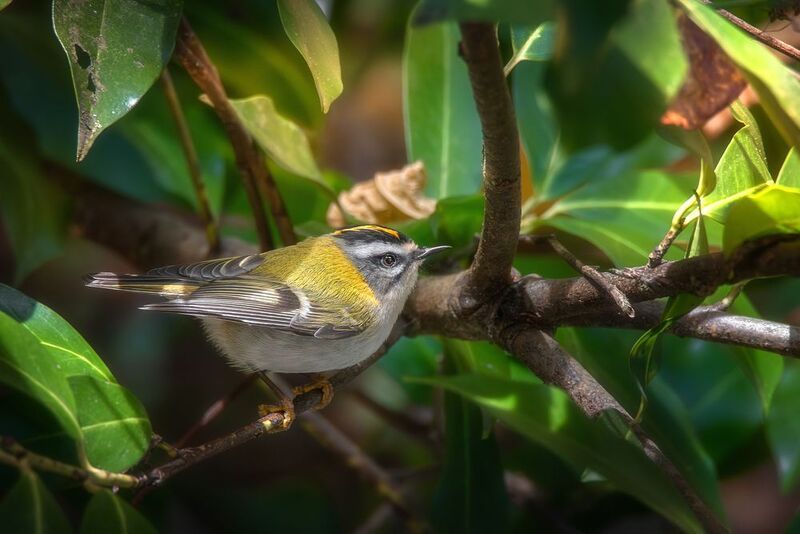 Красноголовый королек фото превью