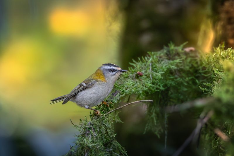Красноголовый королек фото превью