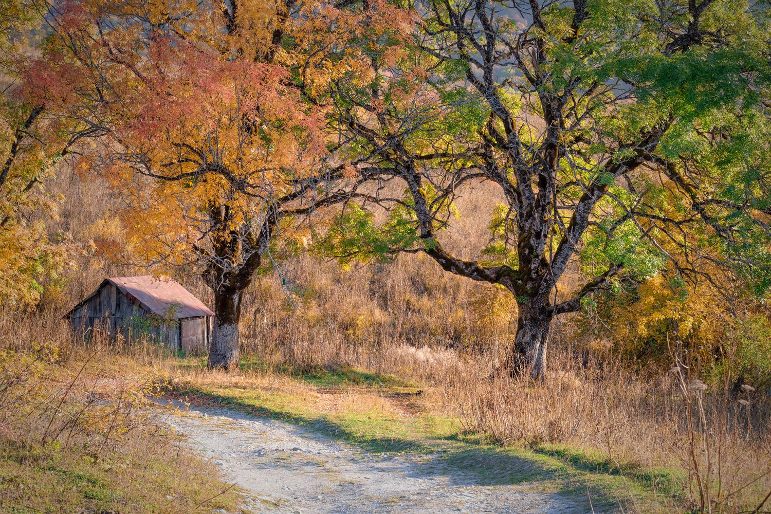 mravaldzali, road, autumn, trees, racha, lechkhumi, autumn, mountains, nature, landscape, scenery, travel, outdoors, georgia, sakartvelo, chizh, Чиж Андрей