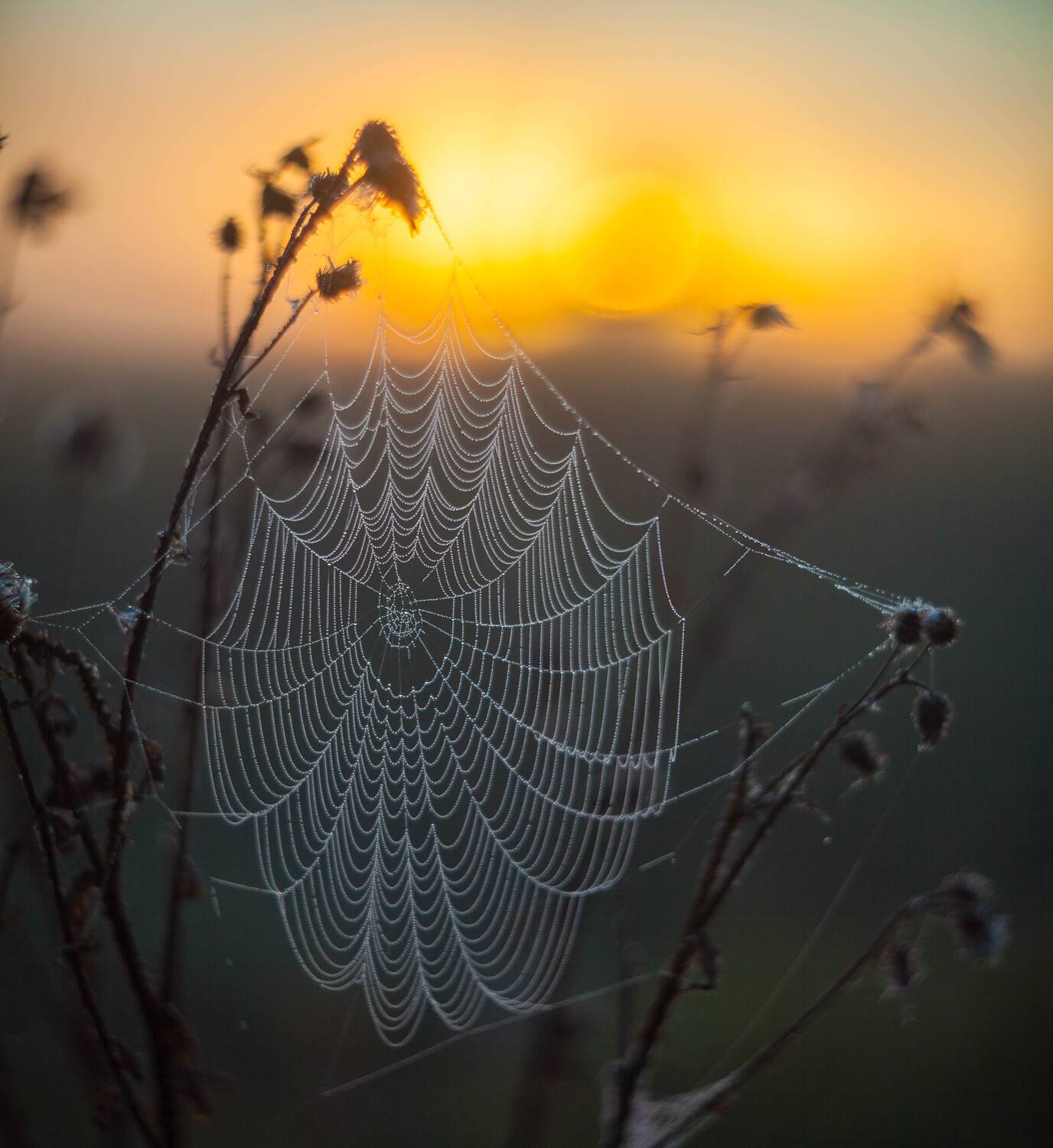 утро, паутина , восход, Свистков Александр