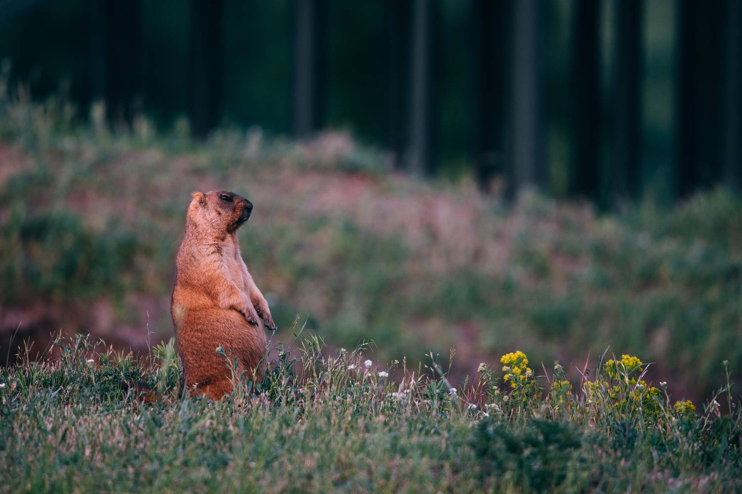 , Сергей Мамцев
