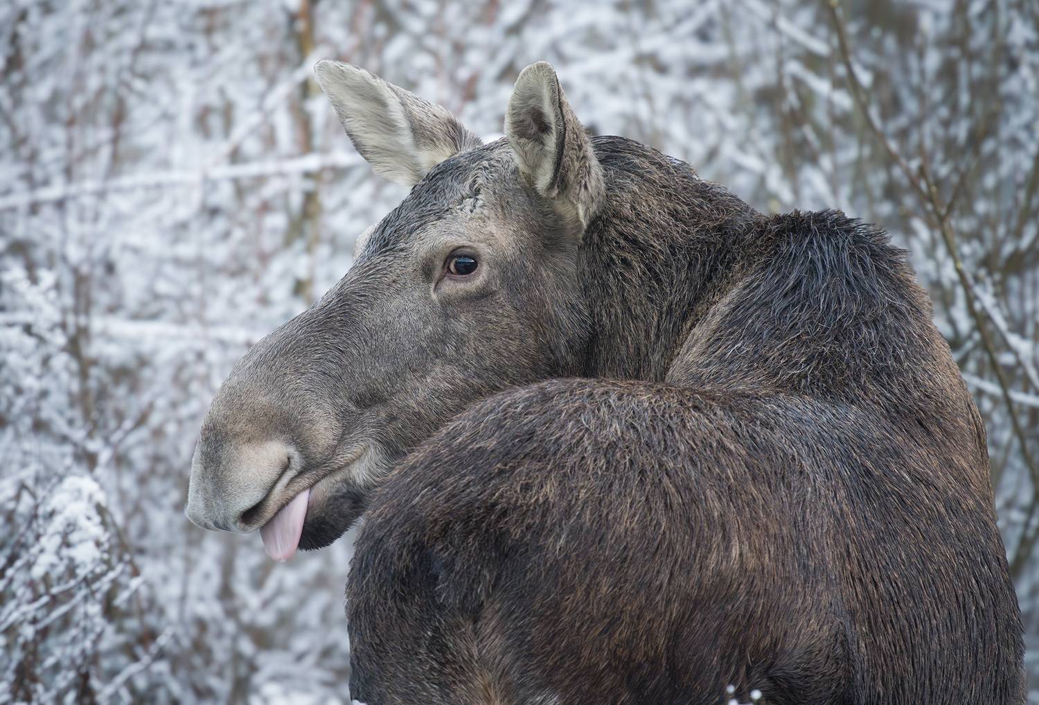 Лось, Пушкарева Василиса