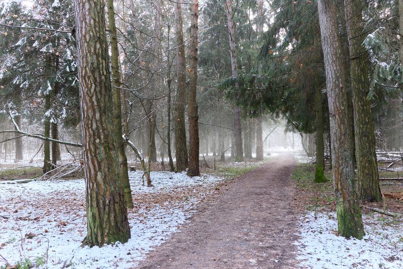 Первый снег в лесу фото превью