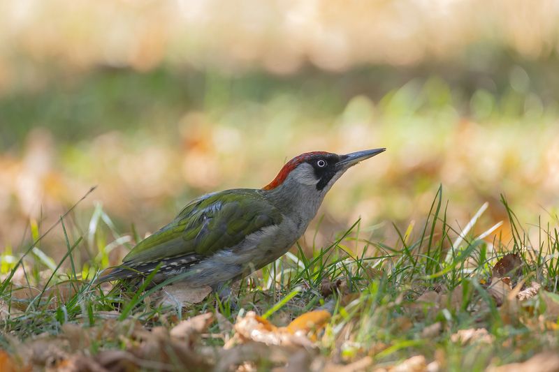 birdwatching, birding, wildlife, greenwoodpecker, дятел Зелёный дятел фото превью