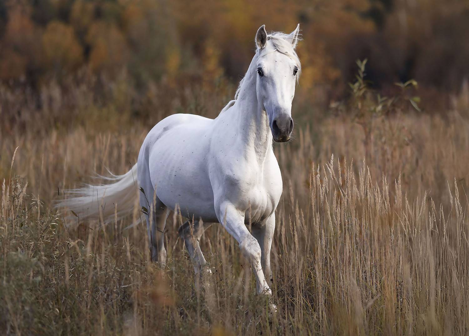лошадь,рысак,красота, осень,поле, природа, horse, beautiful, field, nature, Стукалова Юлия