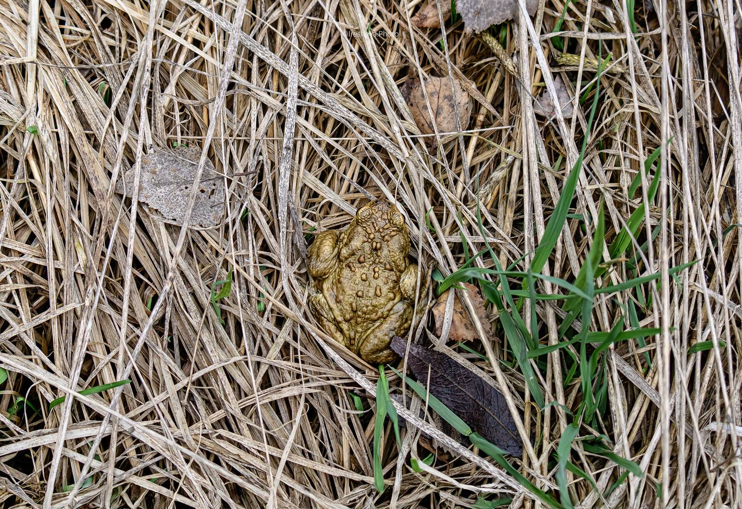 Жаба, Ирешева Мария