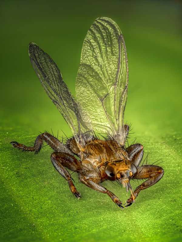 Лосиная муха (оленья кровососка) фото превью