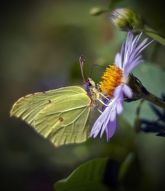 *** фото превью