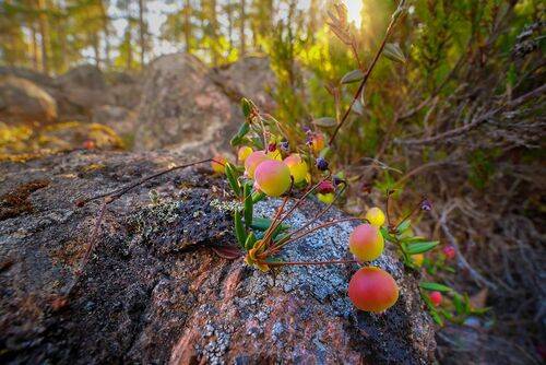 Медвежья ягода