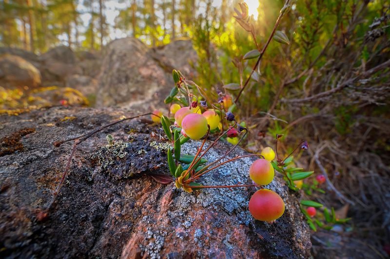 клюква, лето, скалы, карелия, ладога, северное приладожье, сортавала, питкяранта, суоярви, русский север,северная природа, северный пейзаж, пейзажи карелии, фототуры по карелии, фототуры по ладоге, фототур на ладожские шхеры Медвежья ягода фото превью