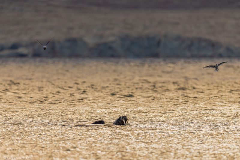 Морж | Walrus фото превью