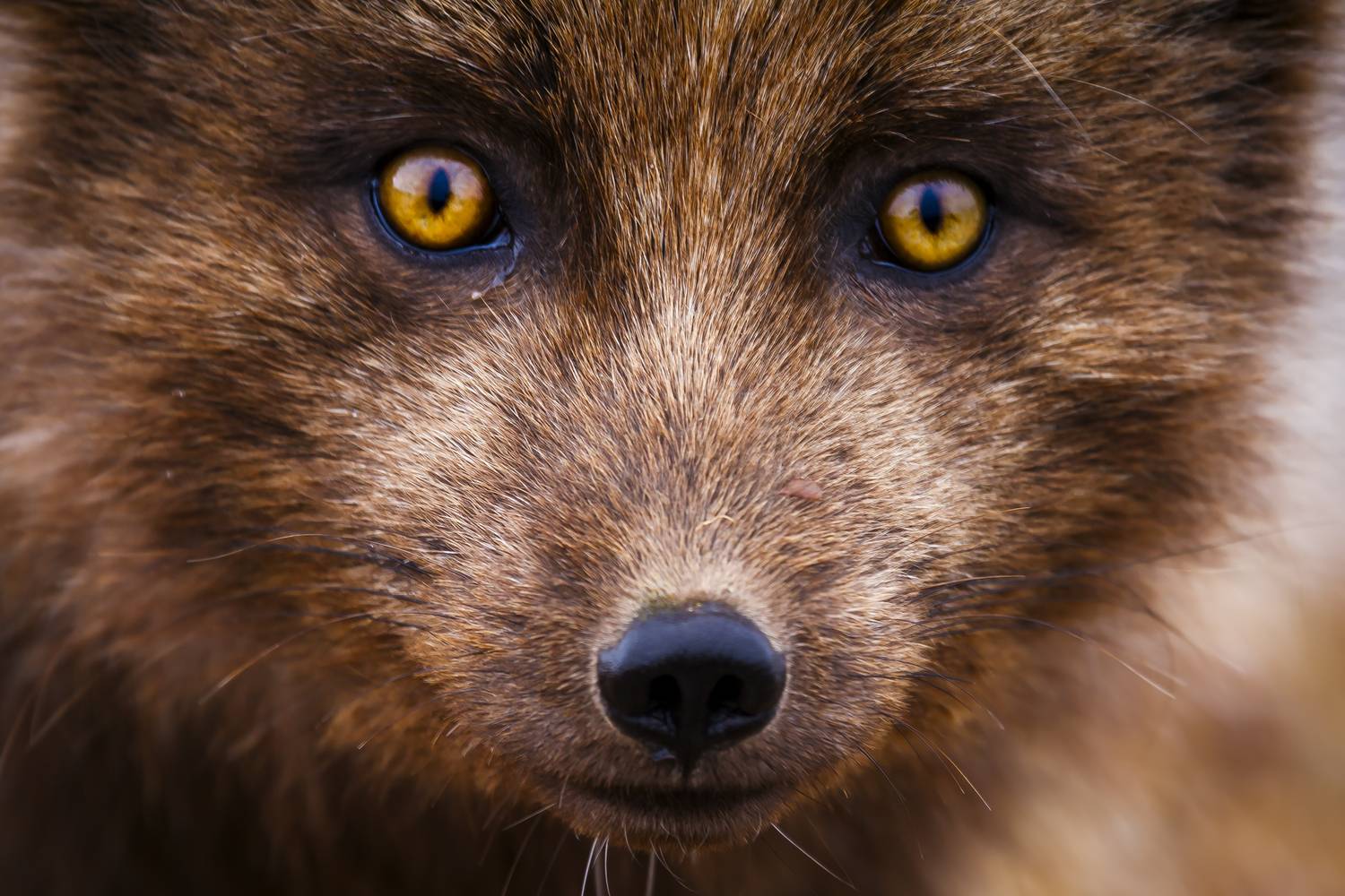берингийский песец, командоры, Уткин Дмитрий