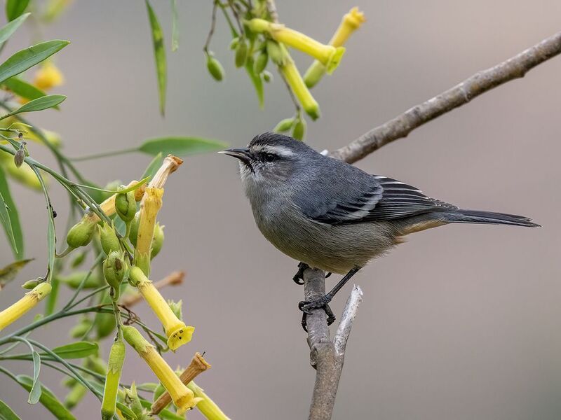 Cinereous Conebill фото превью