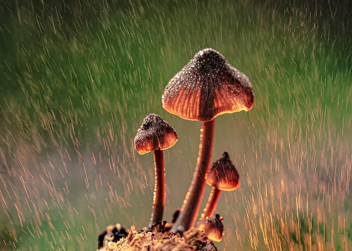 , Рябов Игорь