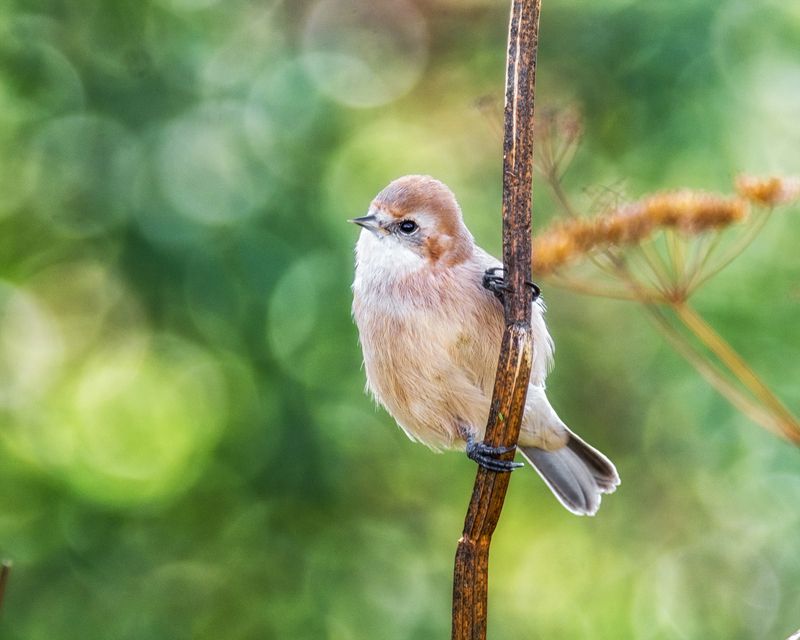 птица, ремез, Молоденький ремез.(2ФОТО) фото превью