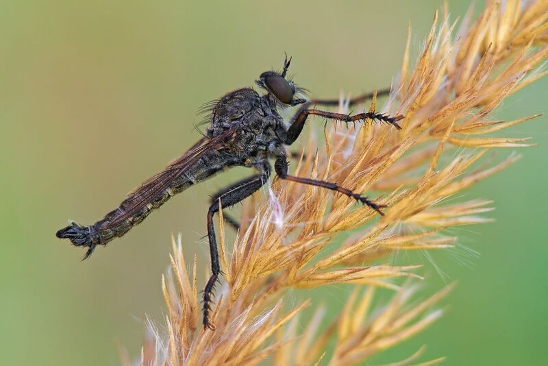 муха ктырь #муха9 фото превью