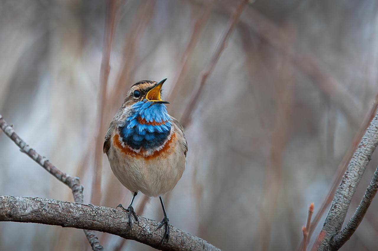 варакушка, птица, поет, Anton