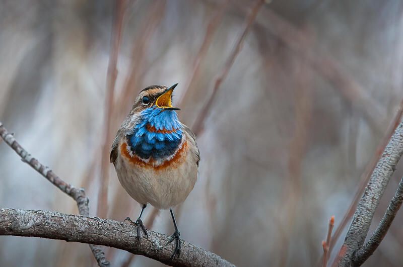 варакушка, птица, поет варакушка фото превью