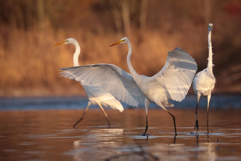 Herons фото превью