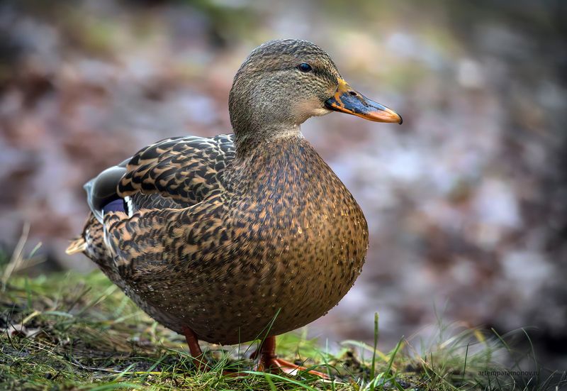 Утиные истории фото превью