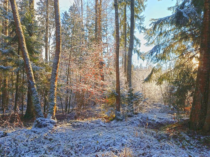 Мелодия первого снега фото превью