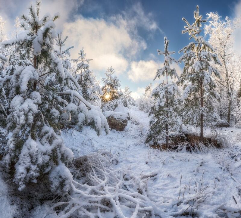 лес, снег, ленобласть *** фото превью