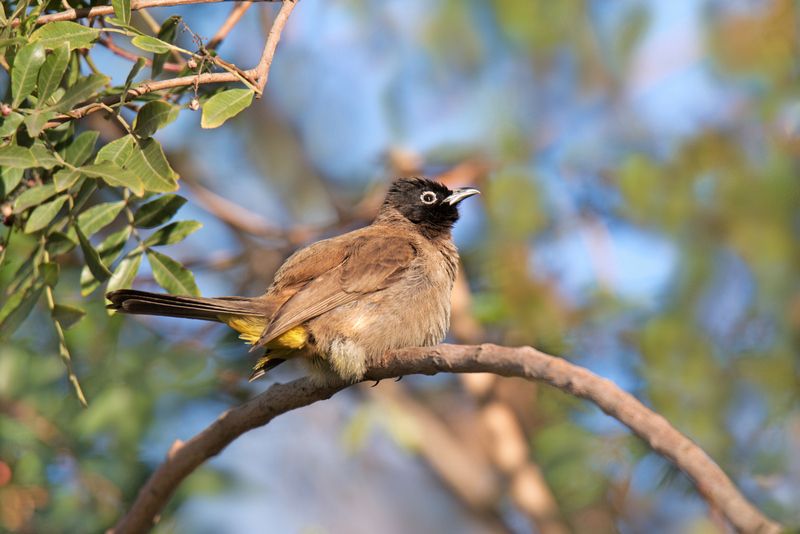 *Бюльбюль на дикой фисташке фото превью