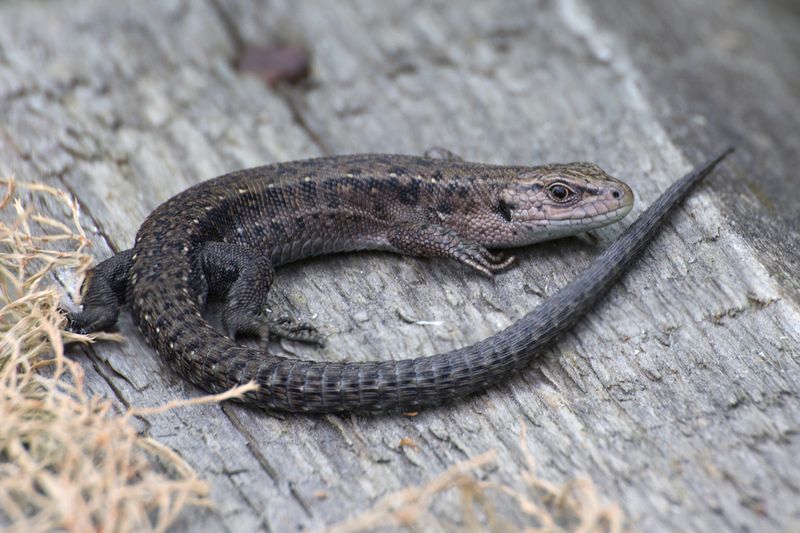 Проверка хвоста. фото превью