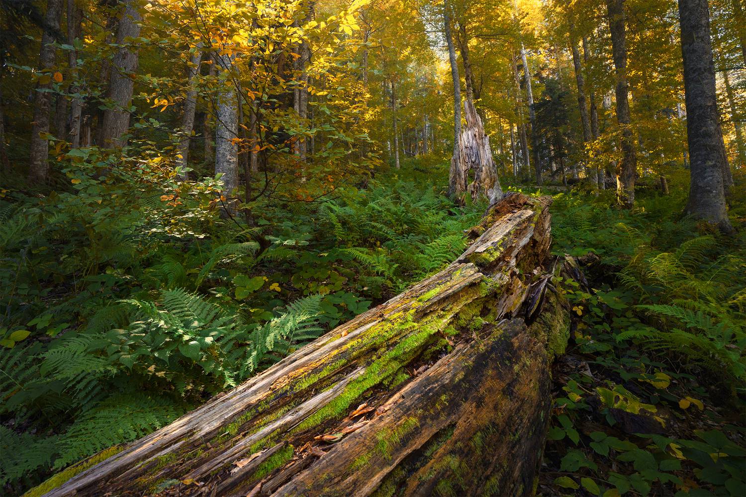 лес, осень, природа, красная поляна, Растворов Игорь
