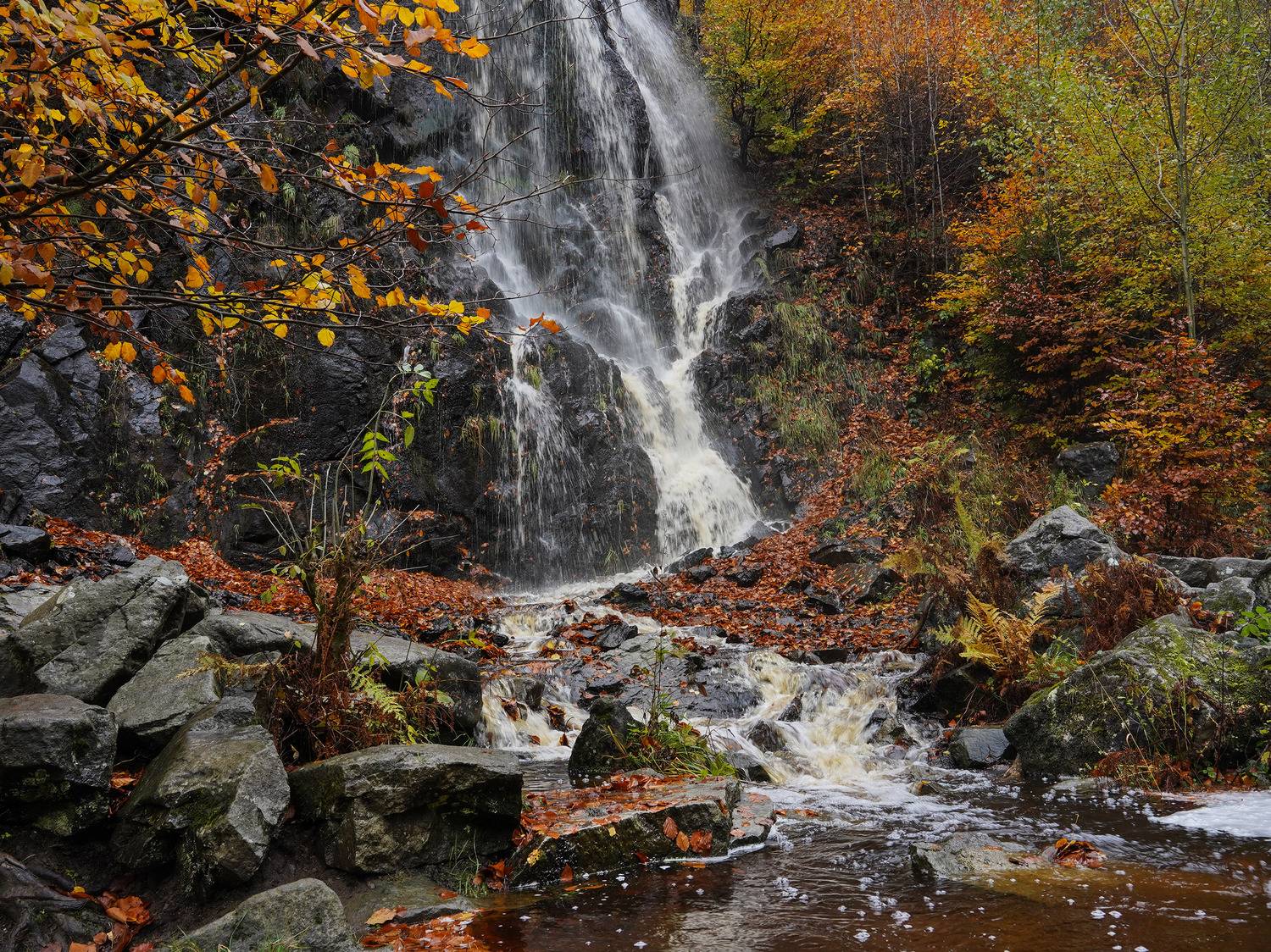 , Игорь Дубровский