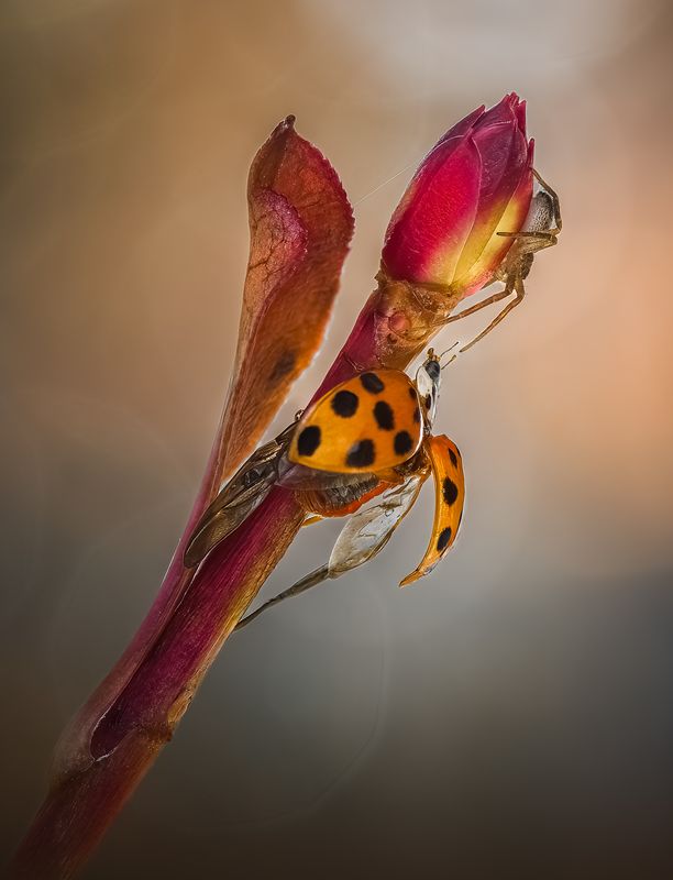 ladybug, beetle, insect, flower, macro, bugs, ladybird, spider, flower, autumn, The hunter’s perch фото превью