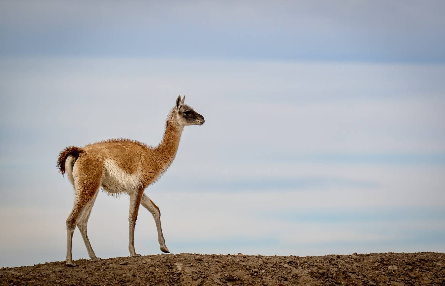 , Владимир Цветов