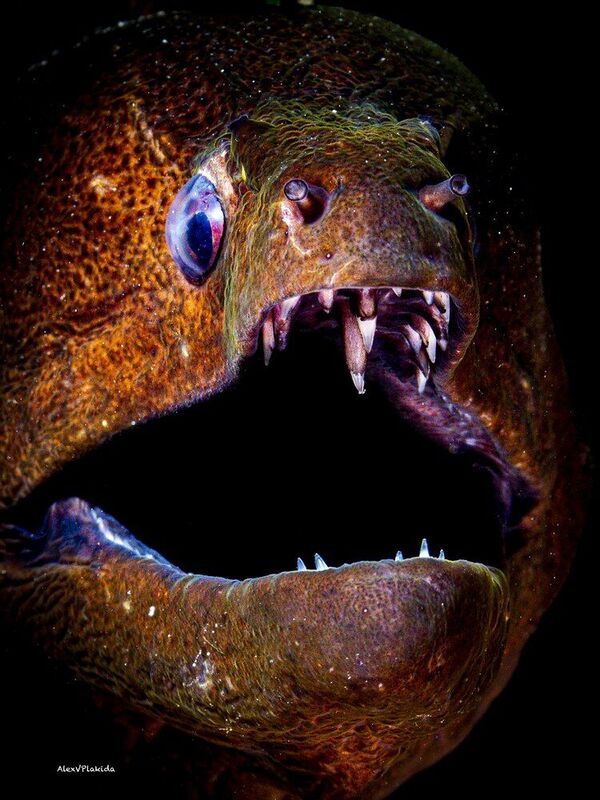 Underwater Black hole фото превью