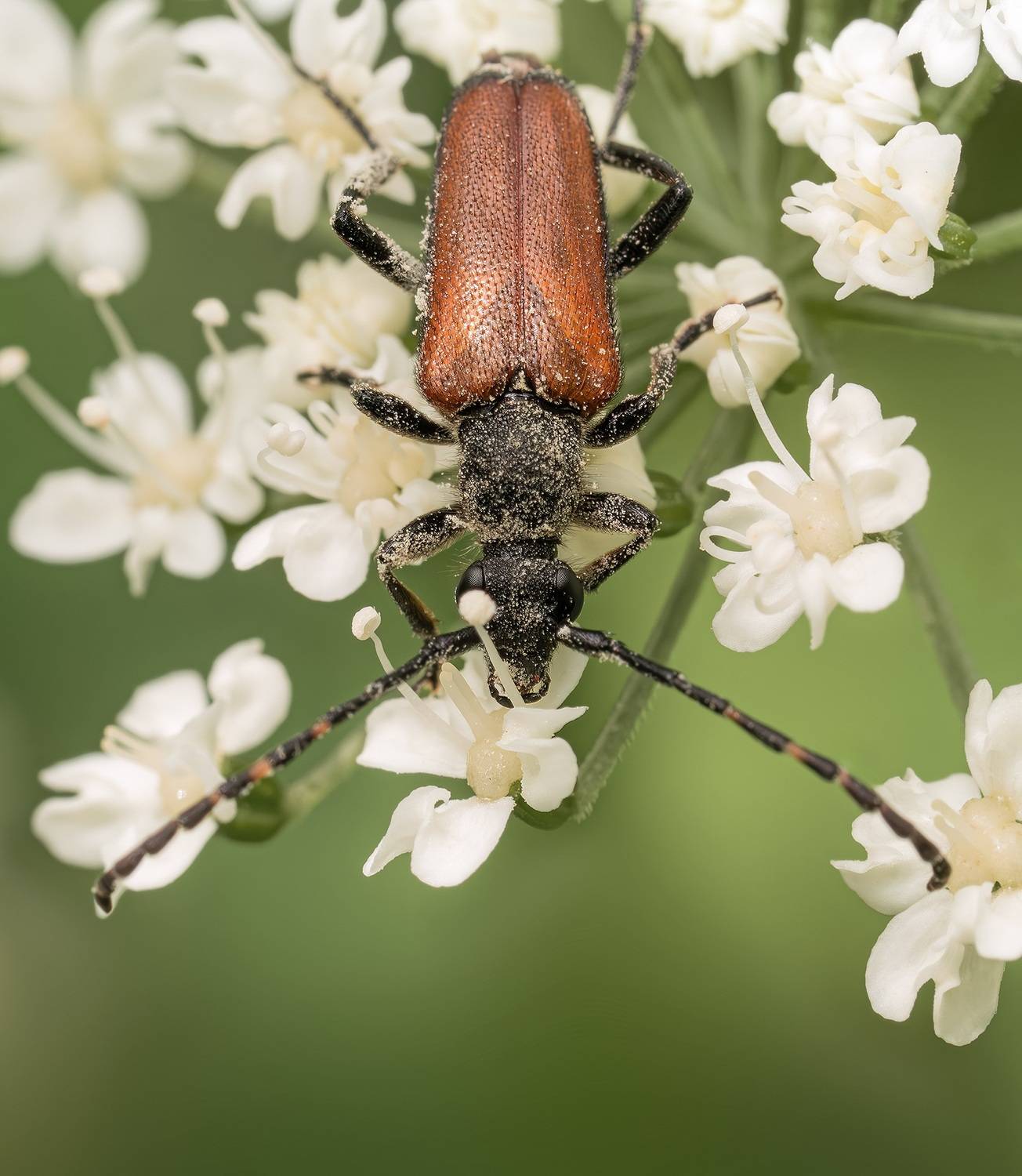 Насекомые лето макро жук , Ворожцова Марина