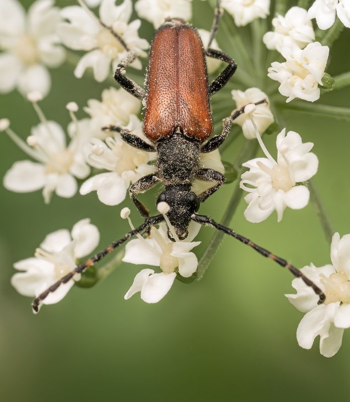 Эх, хорошо летом..Жуки, цветочки! фото превью