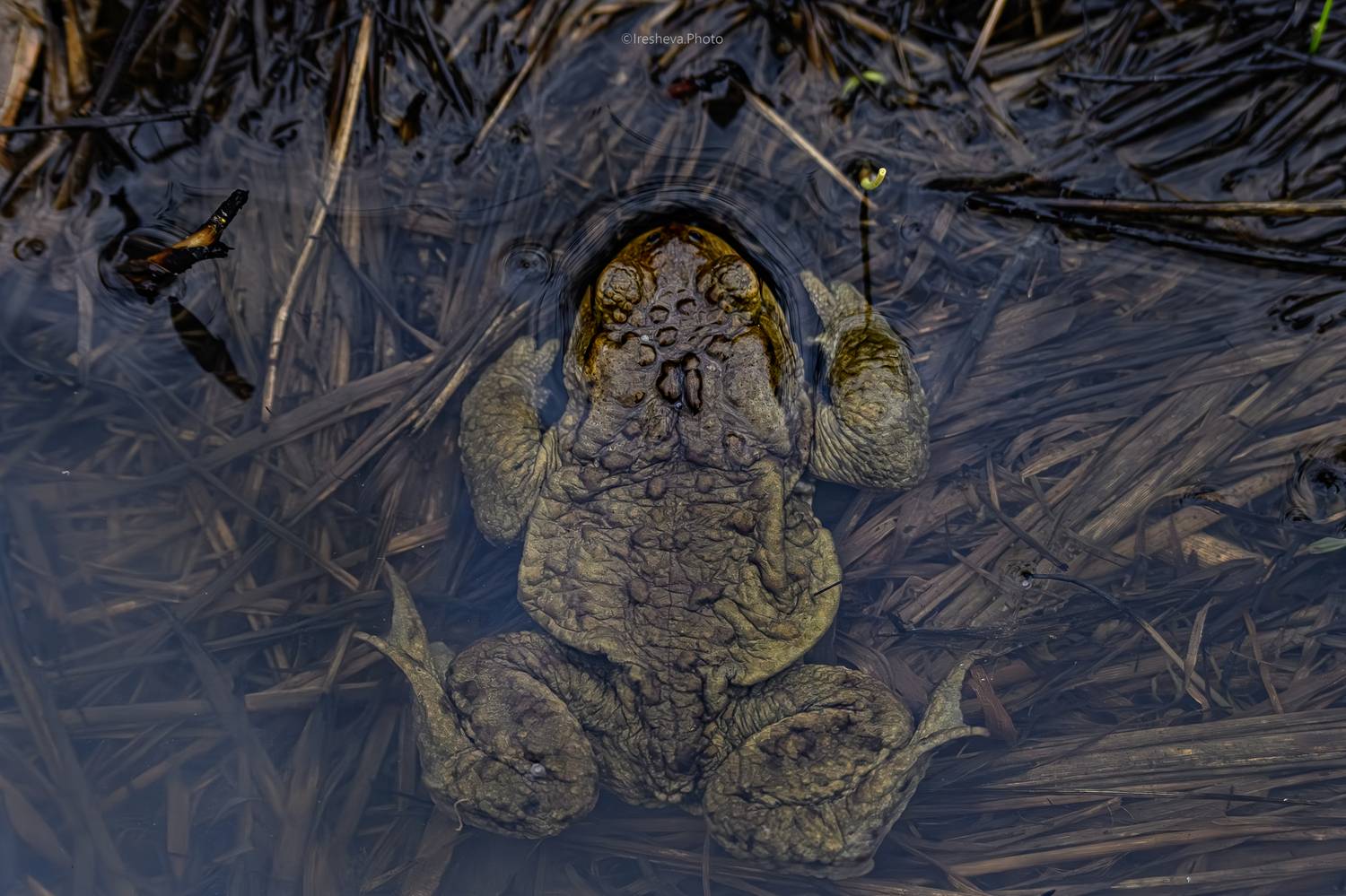 Жаба, Ирешева Мария