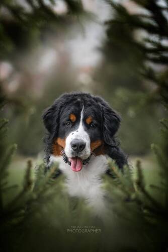 Бернский Зенненхунд