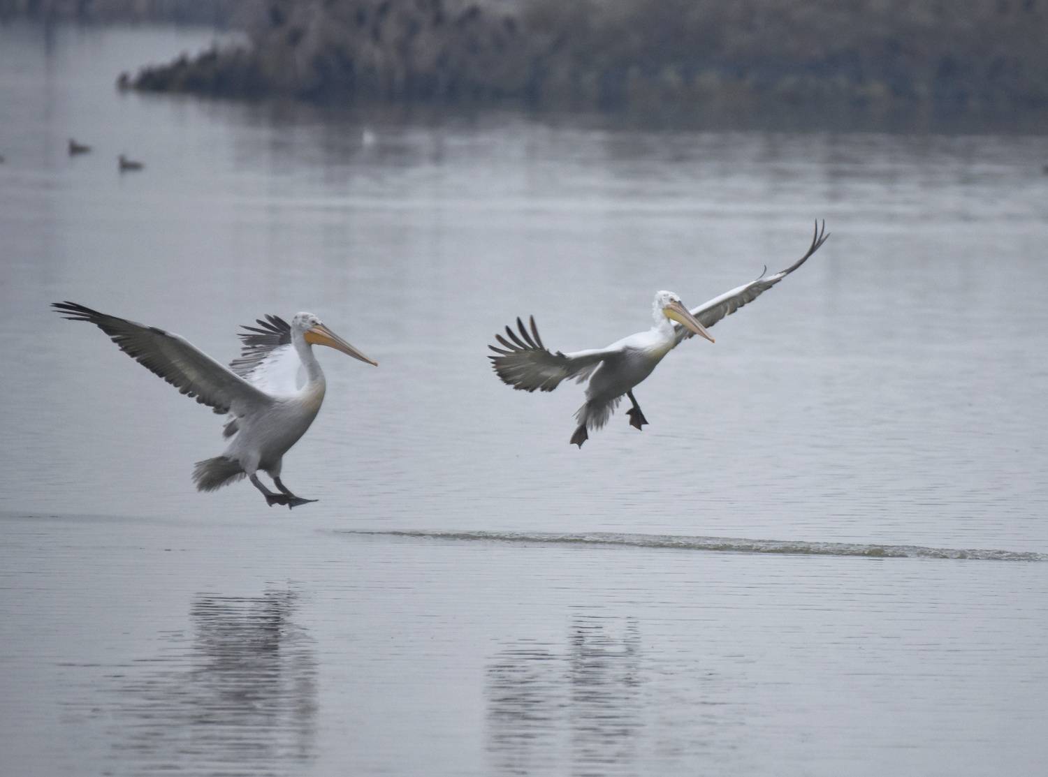 , Герчев Николай