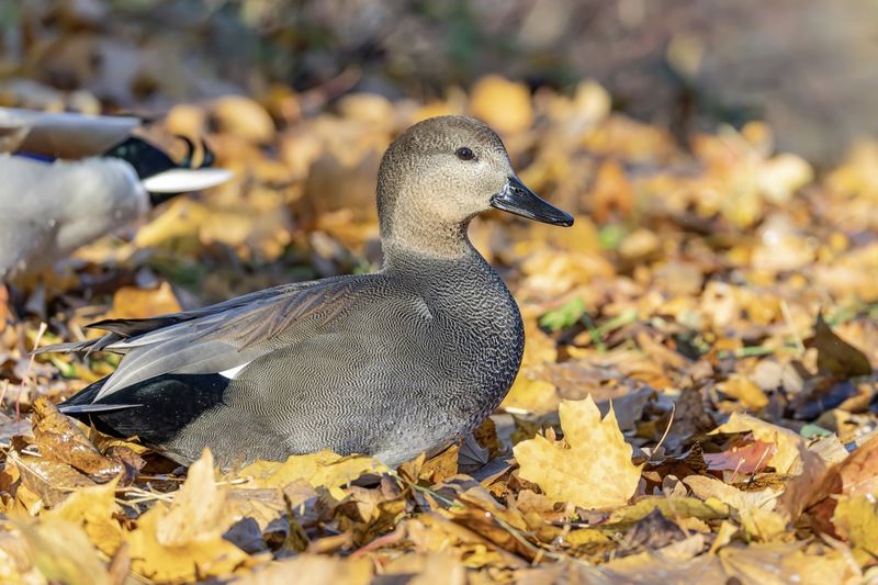 серая утка, утка, птицы, красная книга, осень Серая утка фото превью