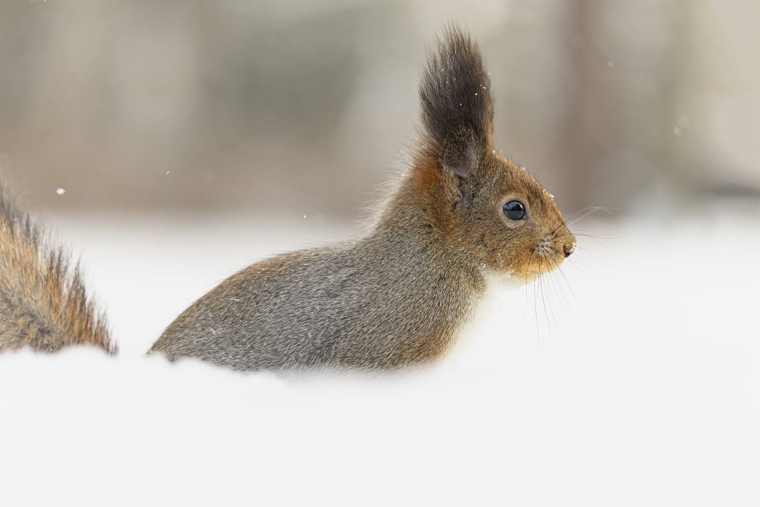 белка, зима, белочка, Ruslan Pl