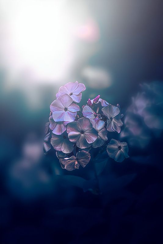 макро, macro, цветы, flower, флоксы Флоксы фото превью