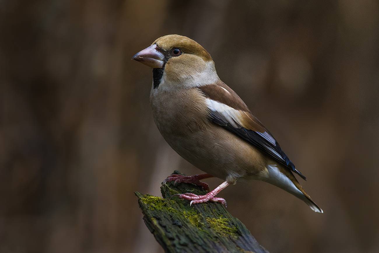 дубонос,самец,тень,ноябрь, Иван