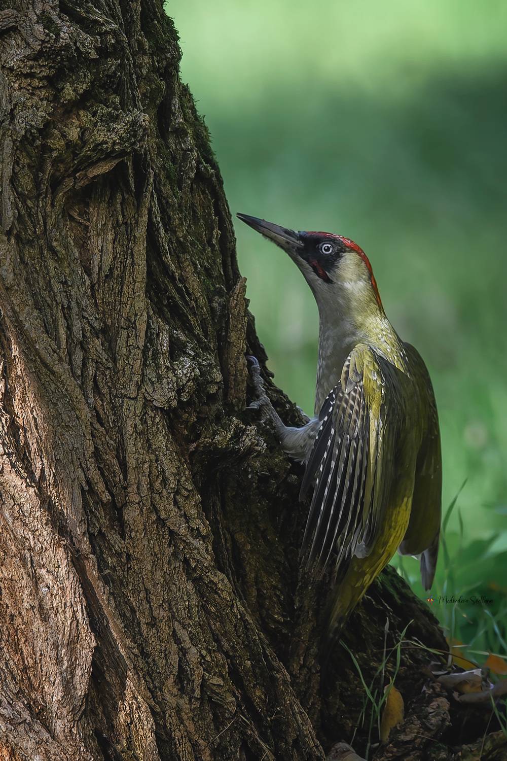 фотоохота, птица, дятел, осень, птицы, зелёный дятел, Медведева Светлана