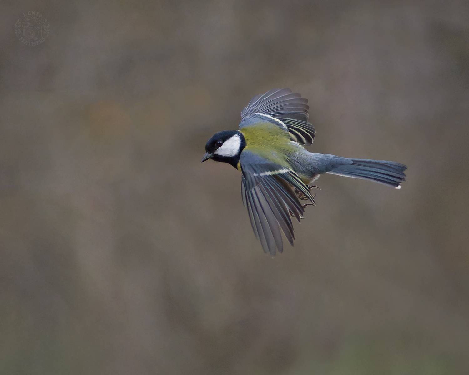 , Евгени Стефанов
