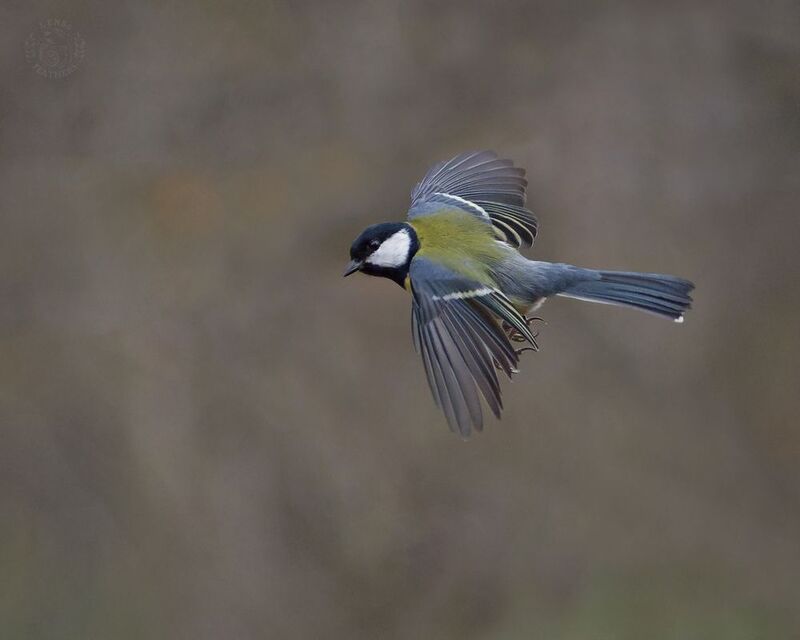 Большая синица - Lens and Feathers фото превью